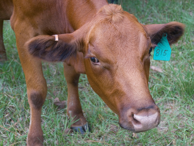 Cattle face warts is a treatable, but contagious condition. It underscores why new animals on the farm should be quarantined. (DTN/Progressive farmer photo by Jim Patrico)
